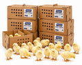 Baby Chicks