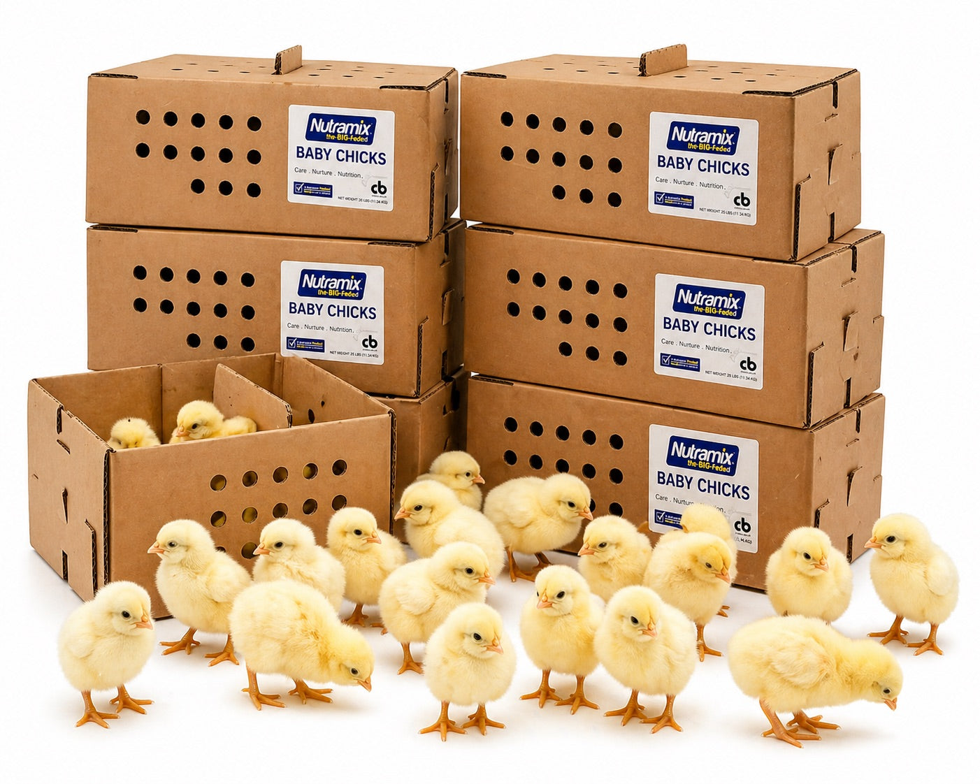 Baby Chicks